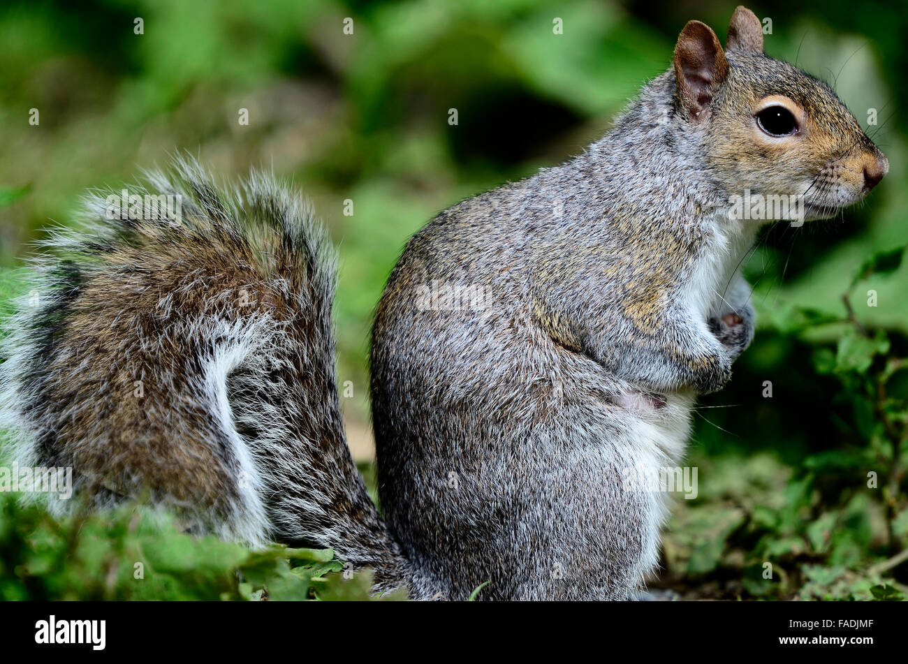 Grey squirrel sitting down. UK Stock Photo