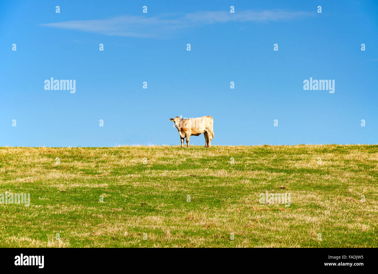 One cow standing on the field on the horizon with blue sky Stock Photo