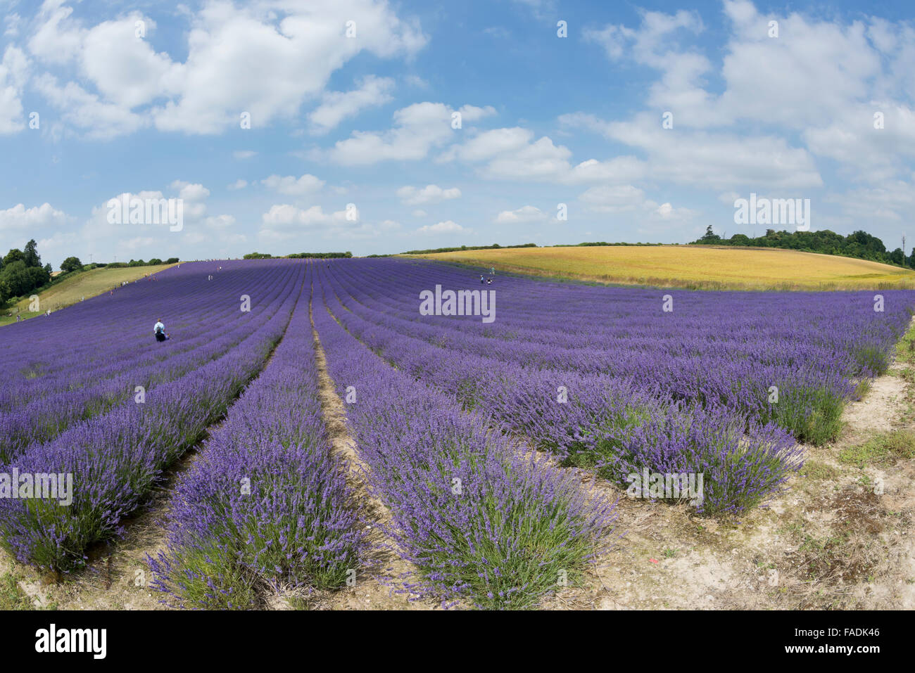 Mailette Lavender ripe for havest in rows at Lordington Lavender is West Sussex near Chichester Stock Photo