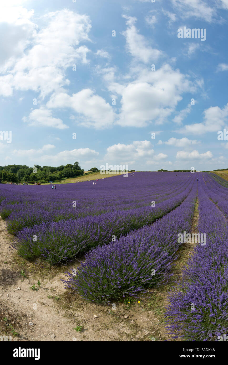 Portrait format images of Mailette Lavender ripe for havest in rows at Lordington Lavender is West Sussex near Chichester Stock Photo