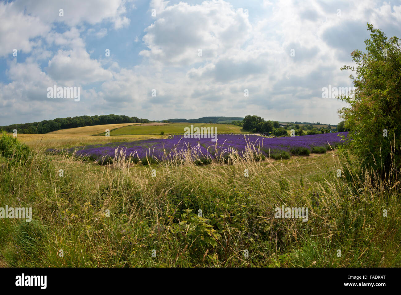 Countryside with Mailette Lavender ripe for havest at Lordington Lavender is West Sussex near Chichester Stock Photo