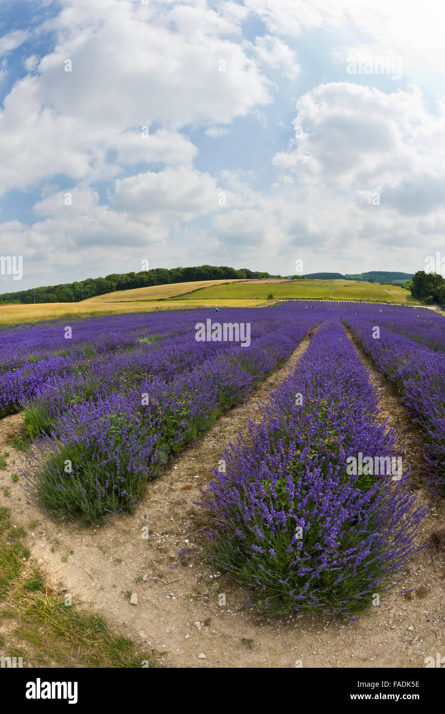 Portrait format image of Mailette Lavender ripe for havest in rows at Lordington Lavender is West Sussex near Chichester Stock Photo