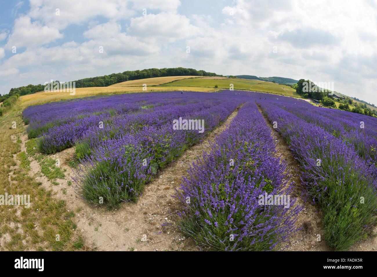 Mailette Lavender ripe for havest in rows at Lordington Lavender is West Sussex near Chichester Stock Photo