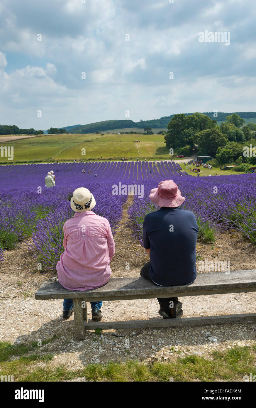 Portrait format image of two people sitting on a bench in front of Mailette Lavender ripe for havest in West Sussex Stock Photo