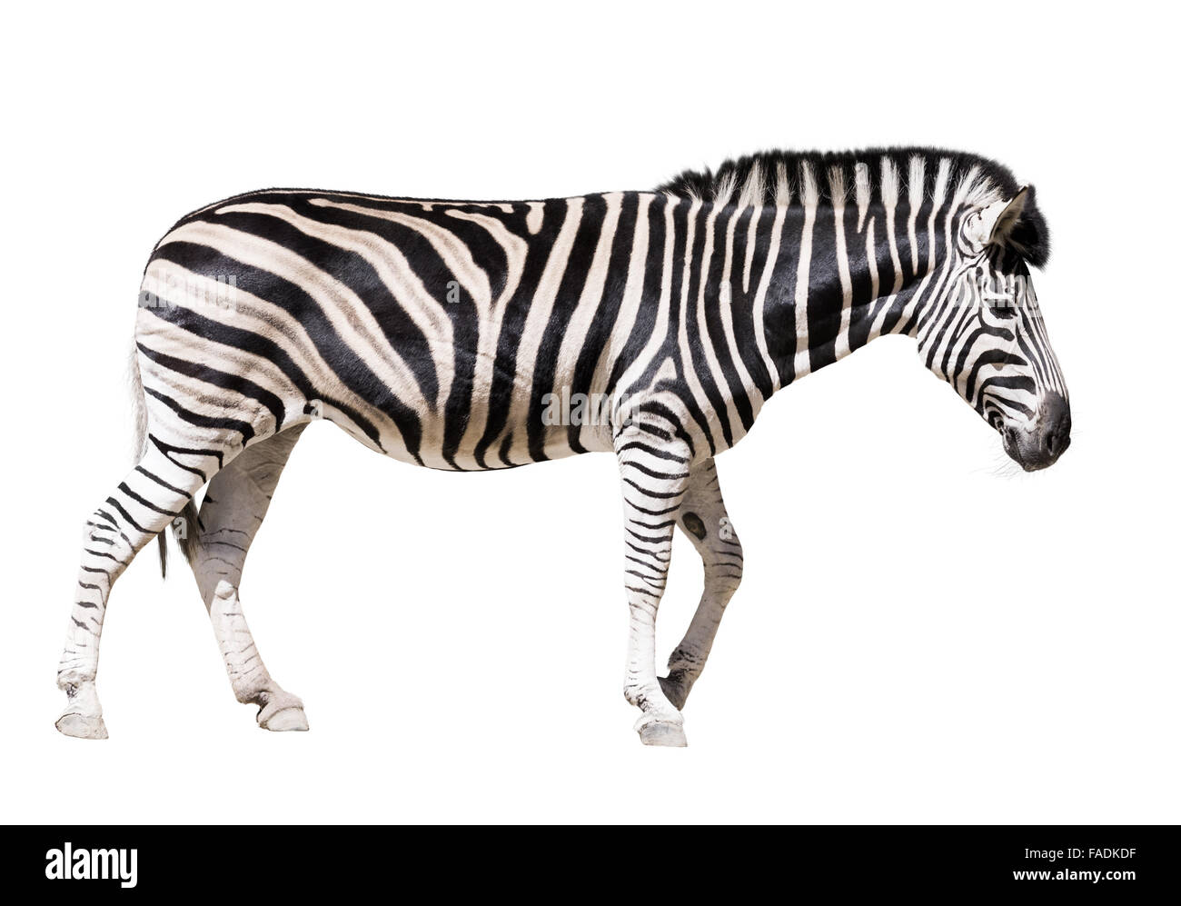 Full length of zebra. Isolated on white background Stock Photo - Alamy