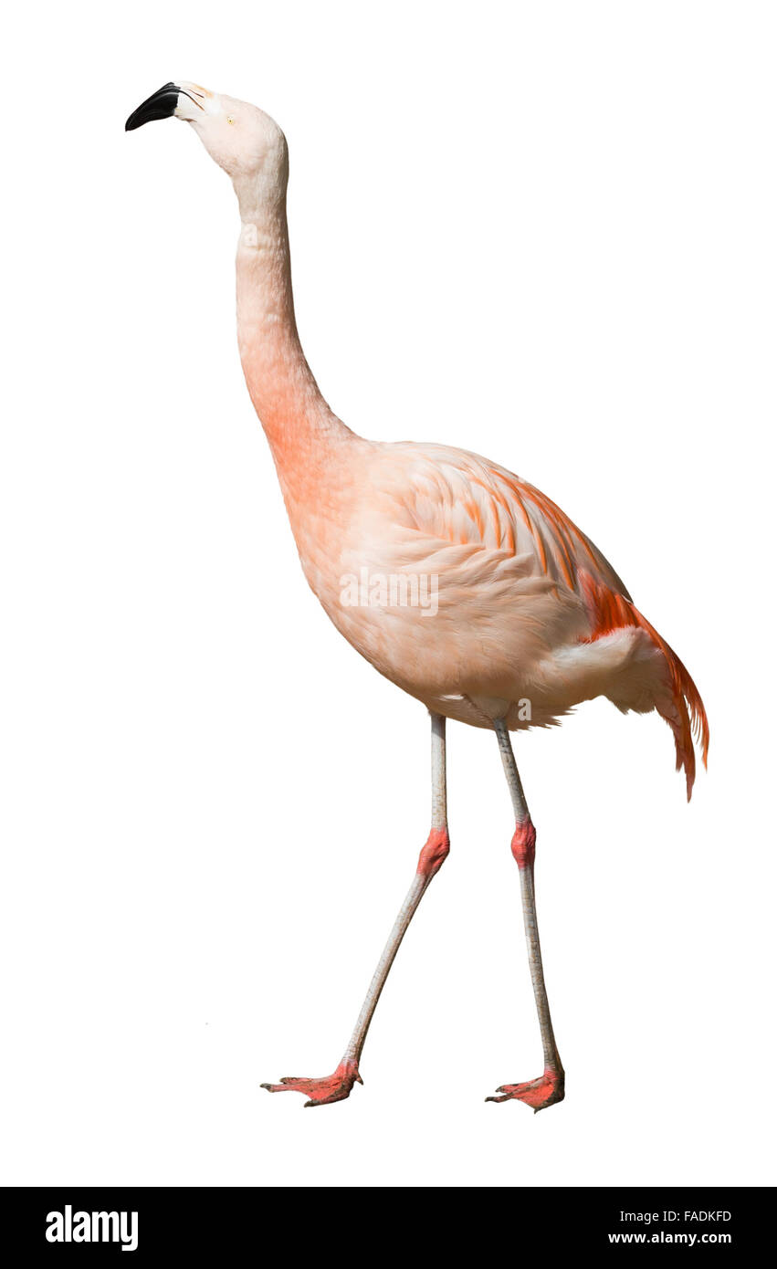 Chilean flamingo (Phoenicopterus chilensis). Isolated over white background Stock Photo