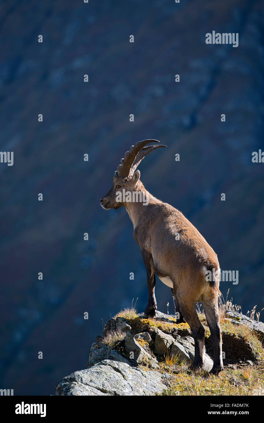 Alpine ibex (Capra ibex), male standing on cliff edge, Kaiser-Franz-Josefs-Höhe, High Tauern National Park, Carinthia, Austria Stock Photo