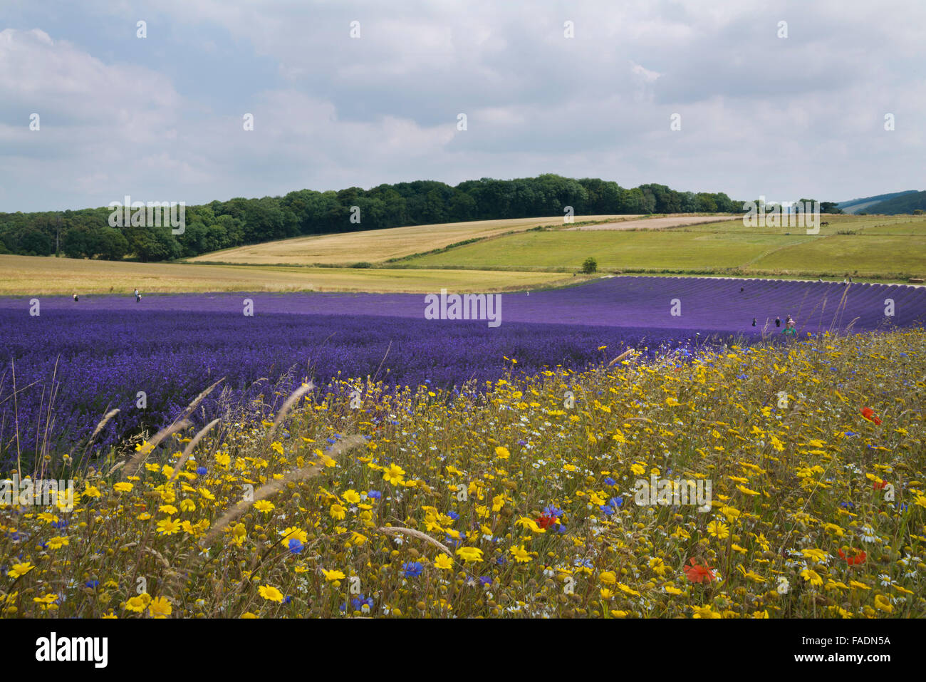 Wildflowers growing alongside Mailette Lavender ripe for havest in rows at Lordington Lavender is West Sussex near Chichester Stock Photo