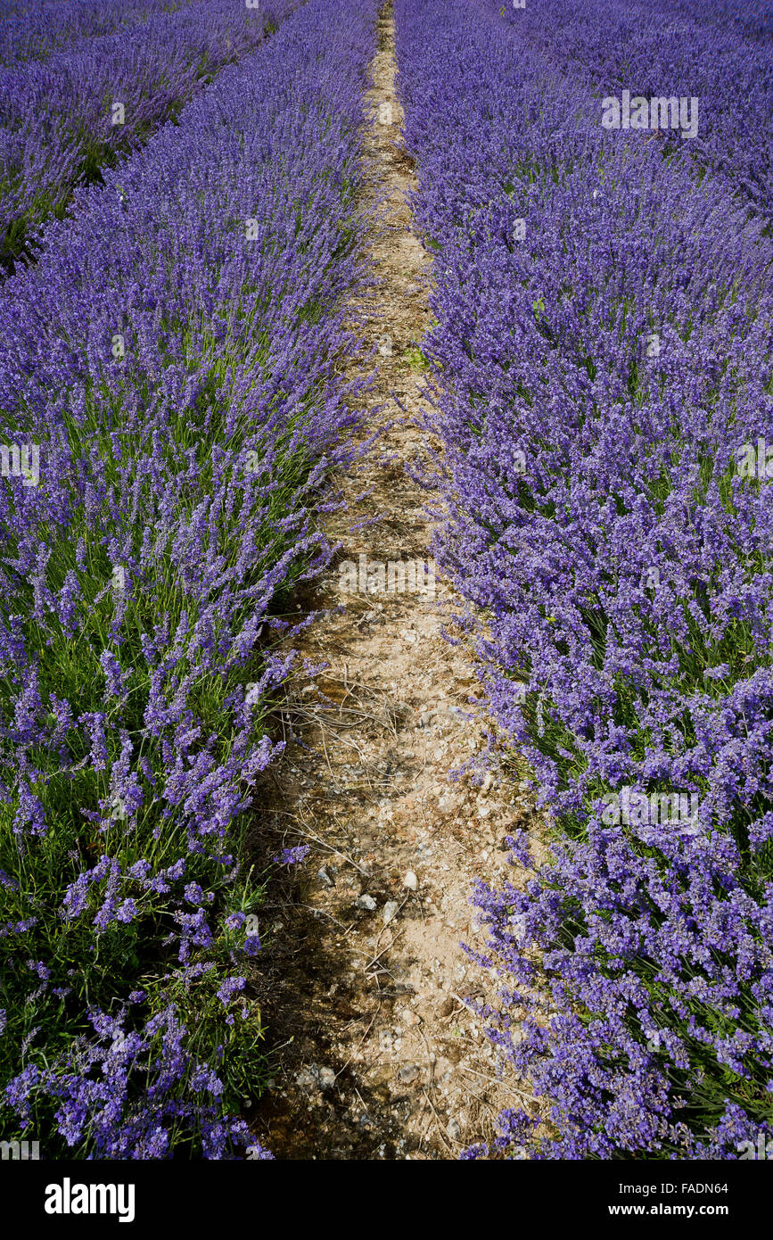 Heads of Mailette Lavender ripe for havest in rows at Lordington Lavender is West Sussex near Chichester Stock Photo