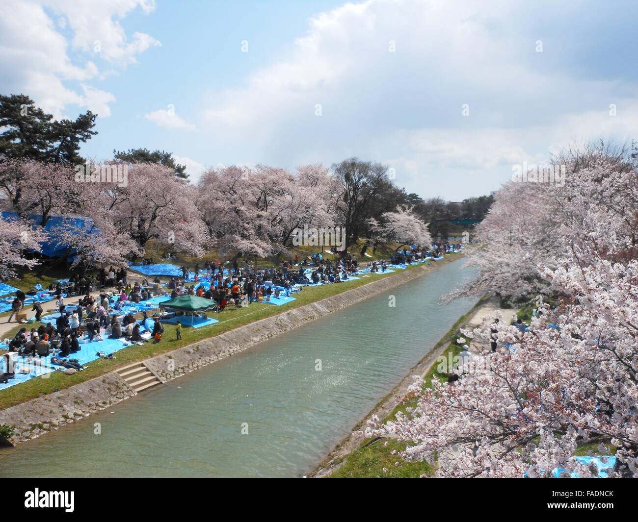 Cherry blossom in spring Stock Photo