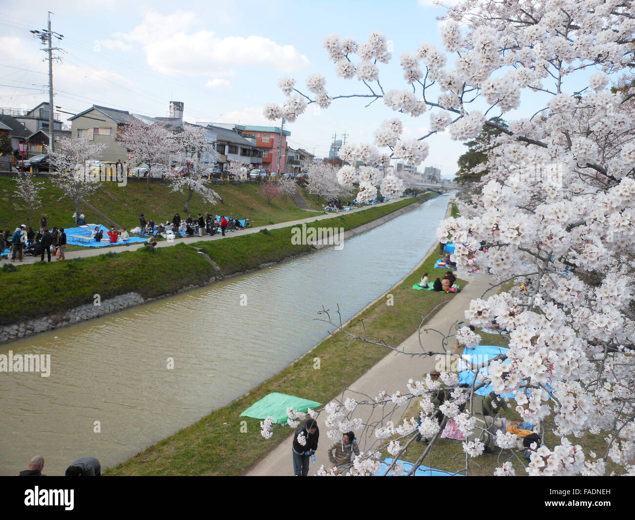 Cherry blossom in spring Stock Photo