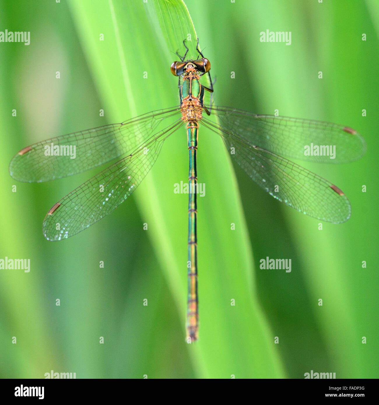 Emerald damselfly (Lestes sponsa). A local damselfly at rest on vegetation, with wings held in the typical open posture Stock Photo