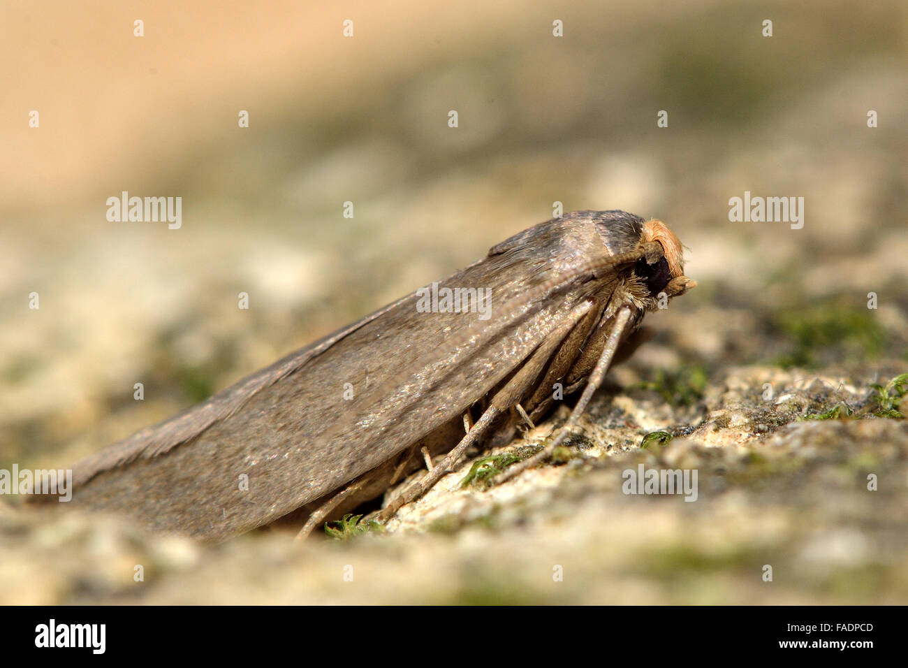 Lesser wax moth (Achroia grisella). A distinctive moth in family Pyralidae, shown in profile at rest Stock Photo