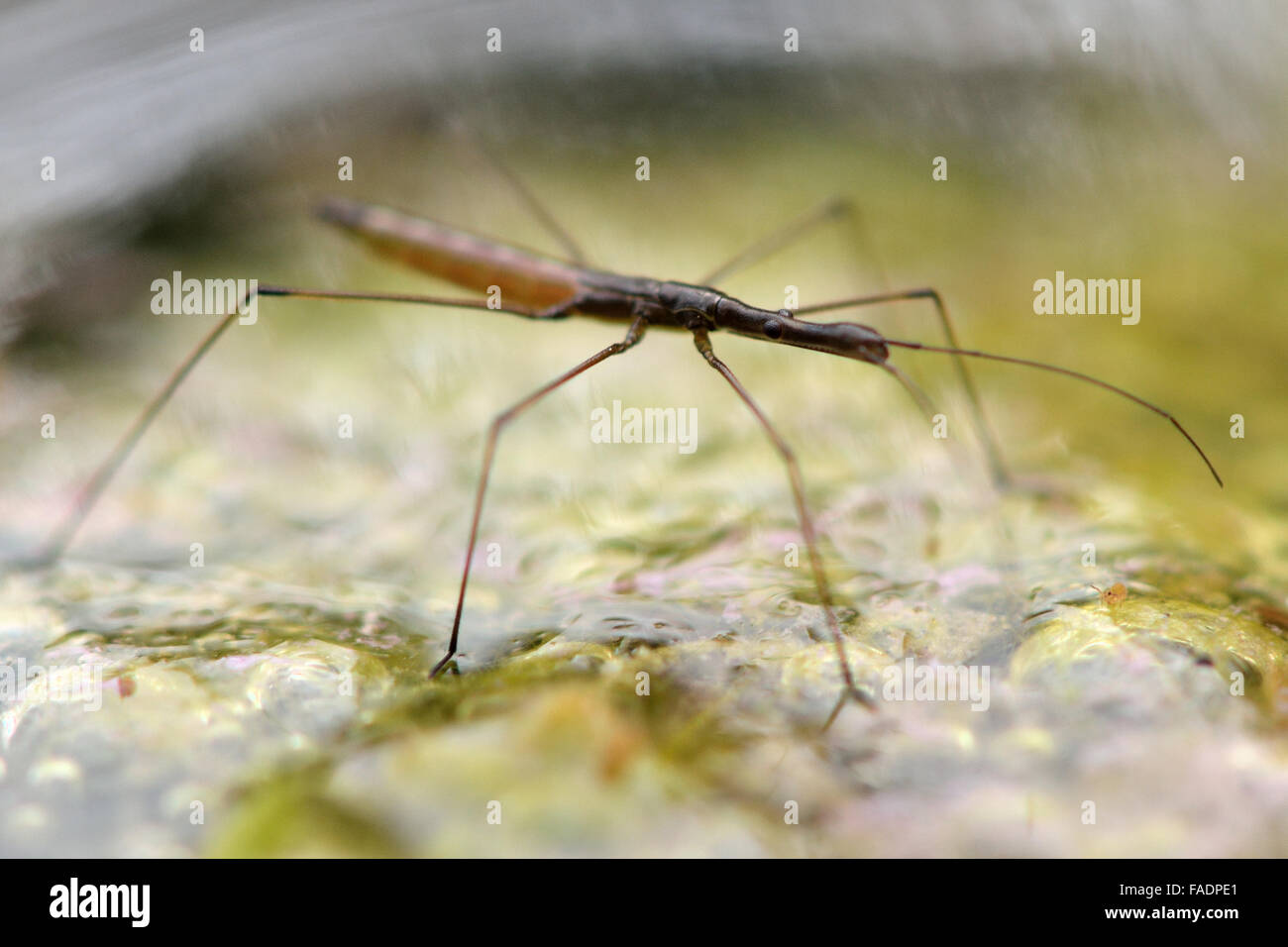 Water measurer (Hydrometra stagnorum). A true bug in the family Hydrometridae walking on the surface of a pond hunting Stock Photo