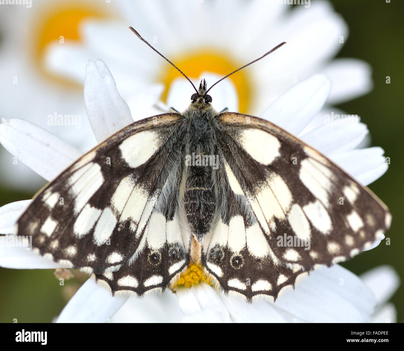 Marbled white butterfly (Melanargia galathea) at rest on daisies. A resting butterfly in the family Nymphalidae, with upperside Stock Photo