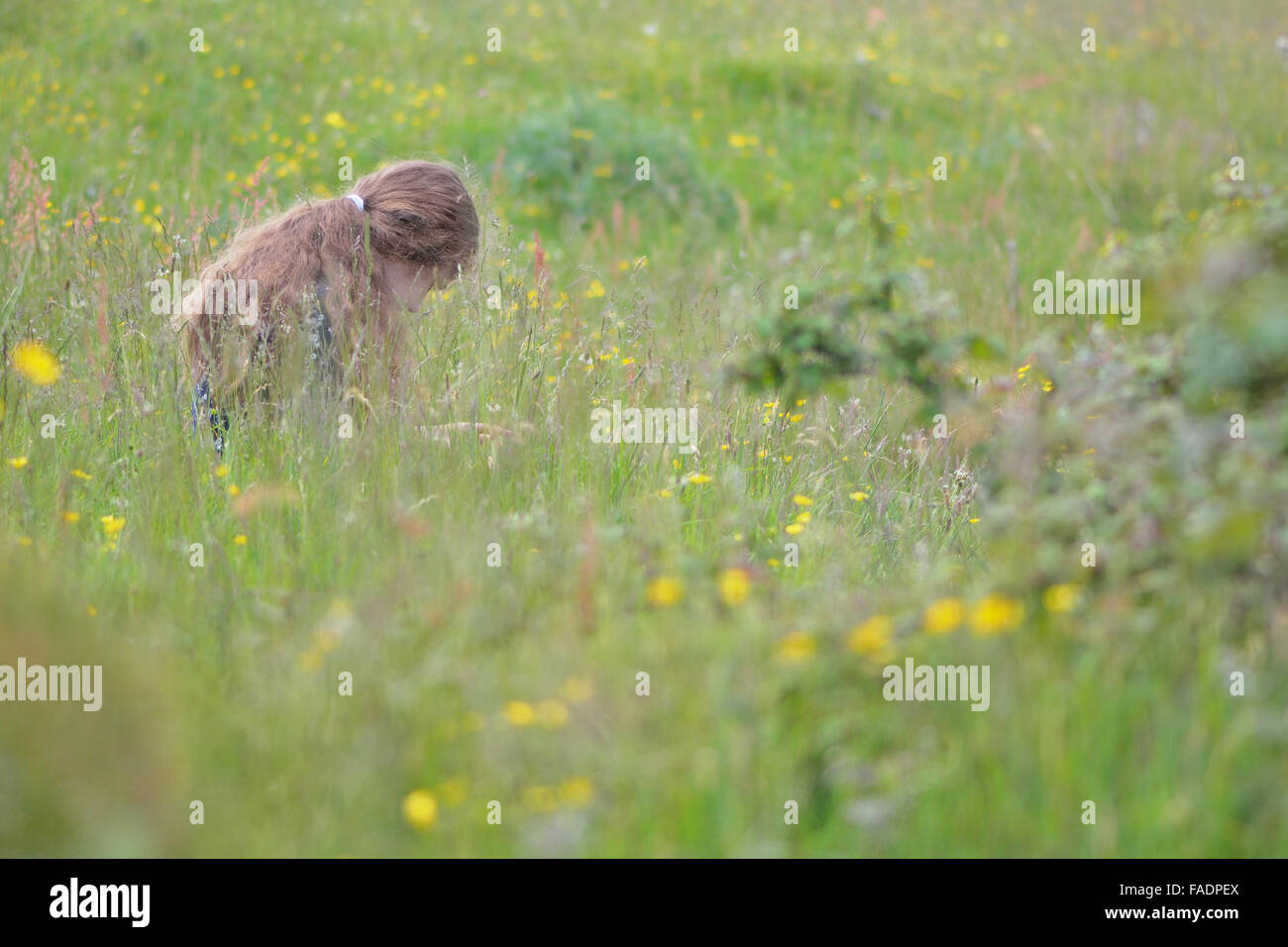 Girl sitting amongst grass and flowers in a meadow. A girl with exceptionally long golden hair sits with head bowed Stock Photo