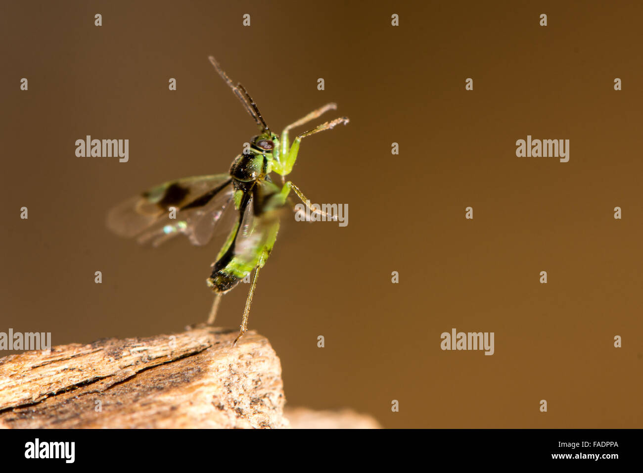 Orthops campestris bug about to take flight. A true bug in the family Miridae launching into flight Stock Photo