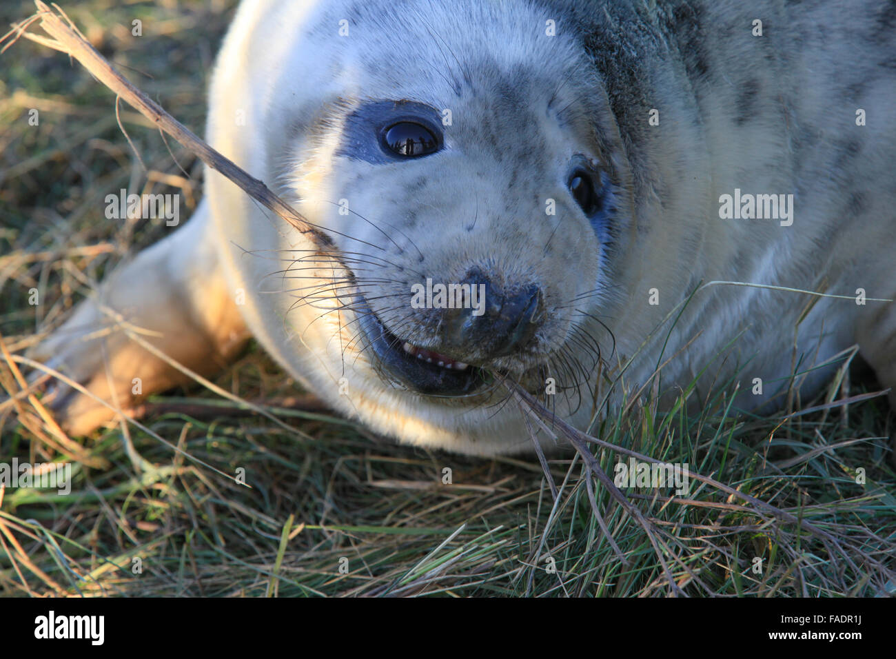 Donna Nook, Grey seals, international, conservation, grey seal colony, low-lying coast, North-Lincolnshire, England, bombing range, RAF Donna Nook. Stock Photo