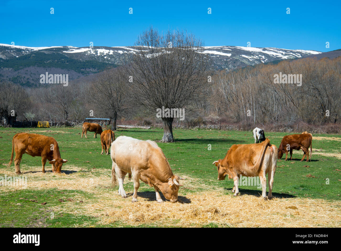 Cows and bull grazing. El Paular valley, Rascafria, Madrid province, Spain. Stock Photo