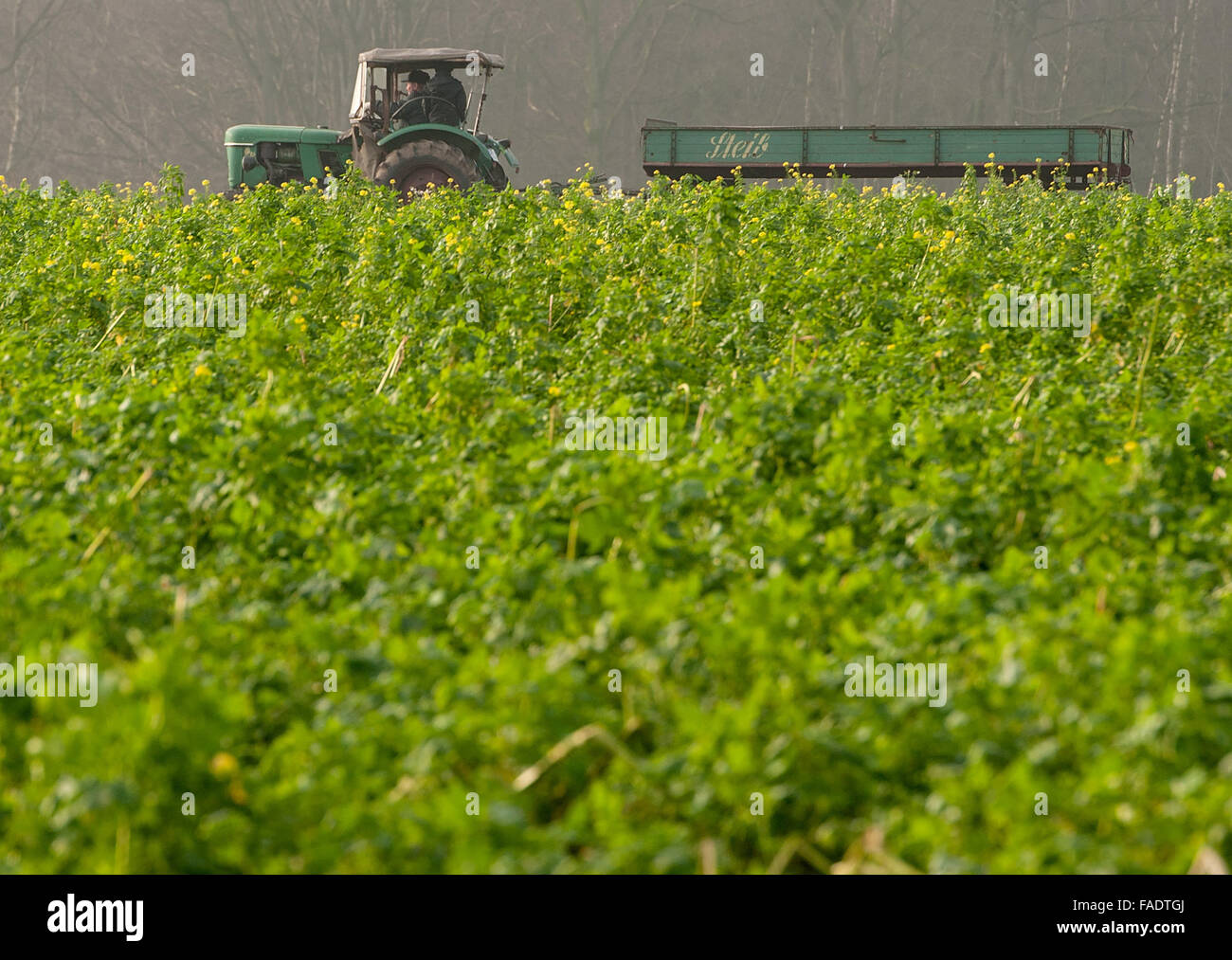 Bruchhausen-Vilsen, Germany. 28th Dec, 2015. A farmer drives his tractor beside a green field of sugar beet, near Bruchhausen-Vilsen, Germany, 28 December 2015. Mustard plants flower among the sugar beet. PHOTO: INGO WAGNER/DPA/Alamy Live News Stock Photo