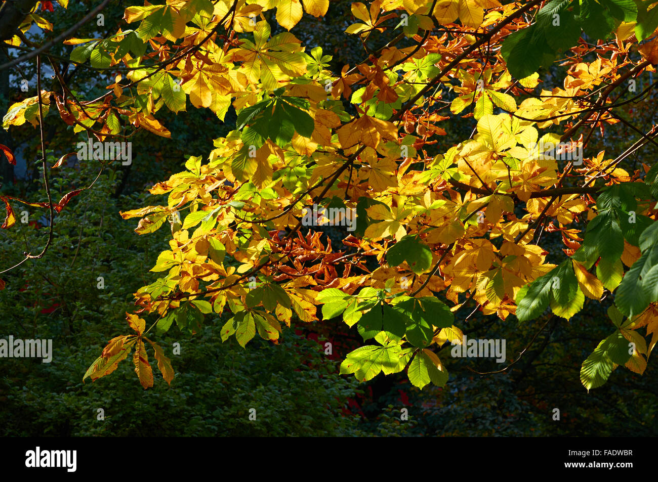 Colorful leaves hi-res stock photography and images - Alamy