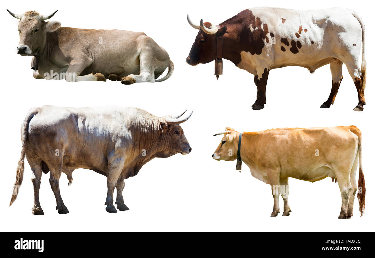 Set of bulls and cow. Isolated over white  background Stock Photo