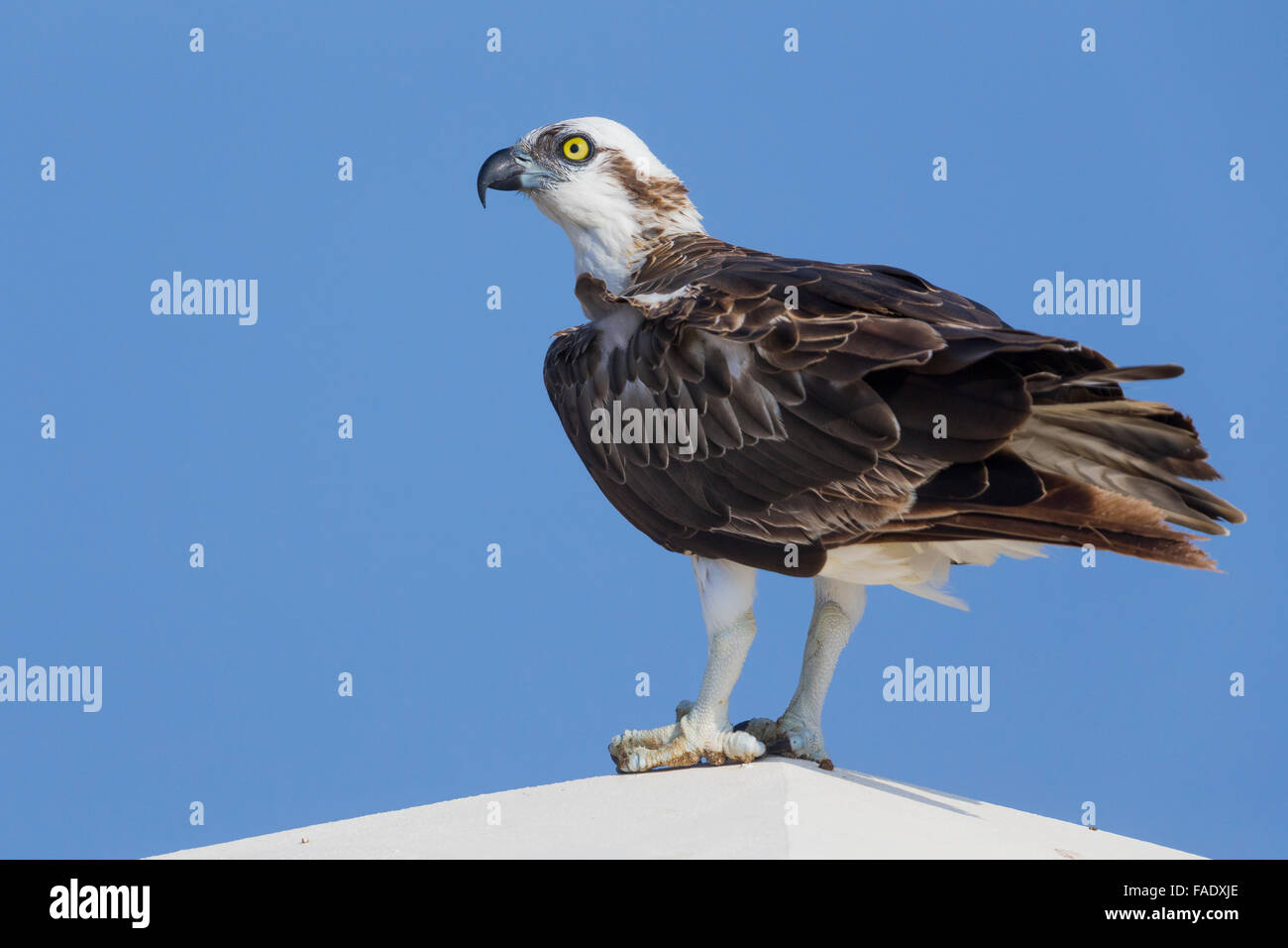 Osprey (Pandion haliaetus), Standing on a post, Qurayyat, Muscat Governorate, Oman Stock Photo