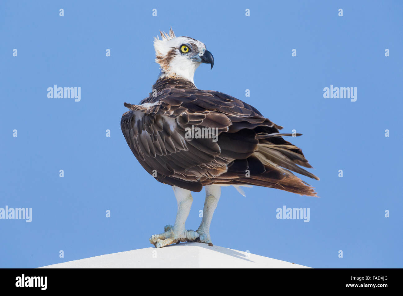 Osprey (Pandion haliaetus), Standing on a post, Qurayyat, Muscat Governorate, Oman Stock Photo