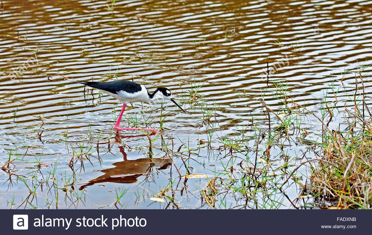 Black And White Wading Bird It Has A Long Stock Photos ...