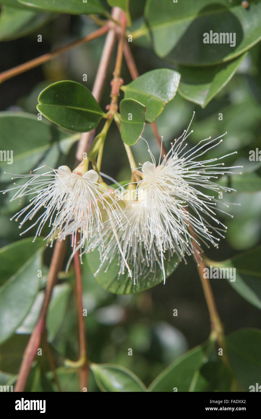 Australian flora: Syzygium spp Stock Photo