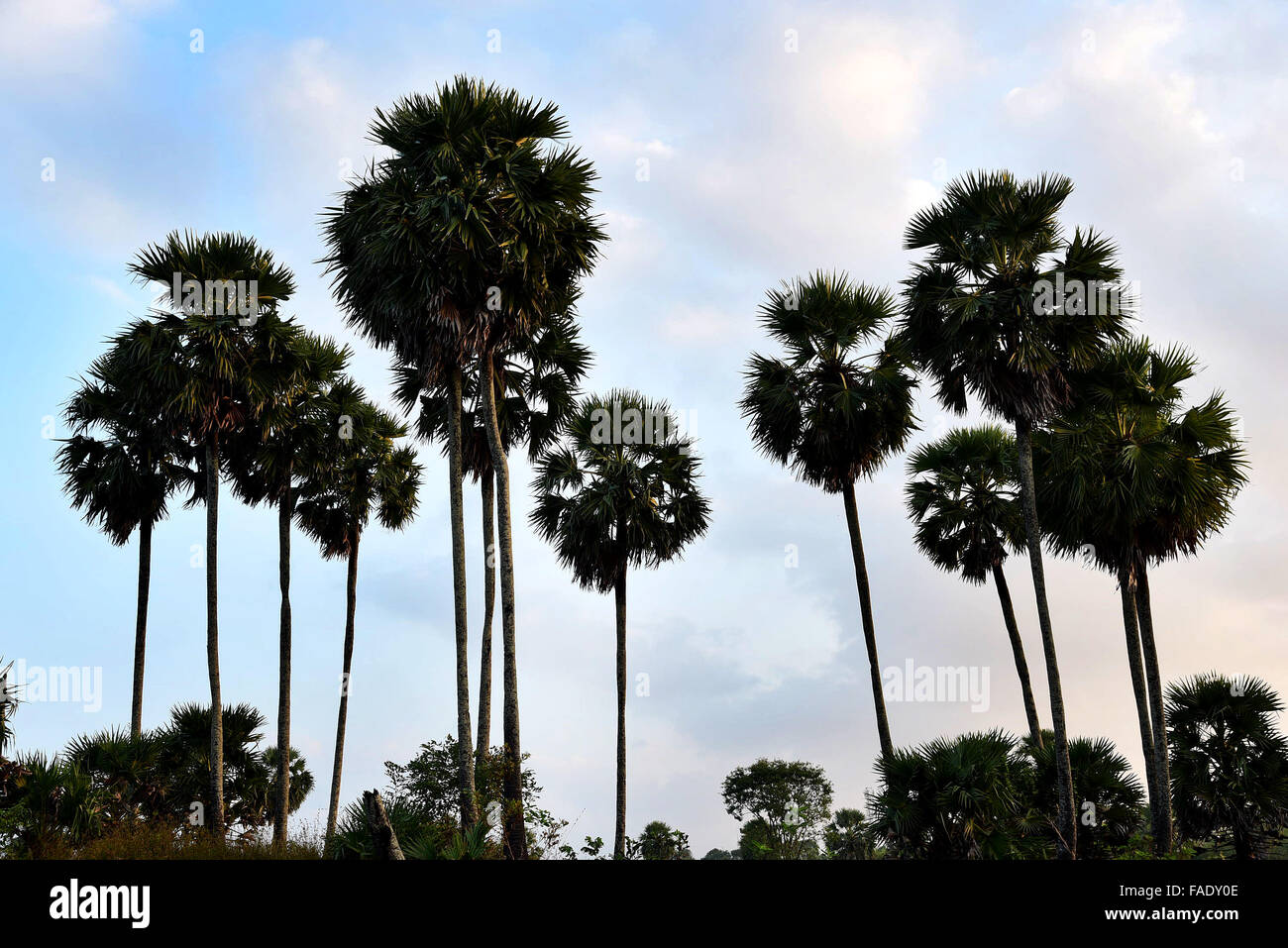 palam tree in palakkad,kerala,india,very big like coconut tree Stock Photo Alamy