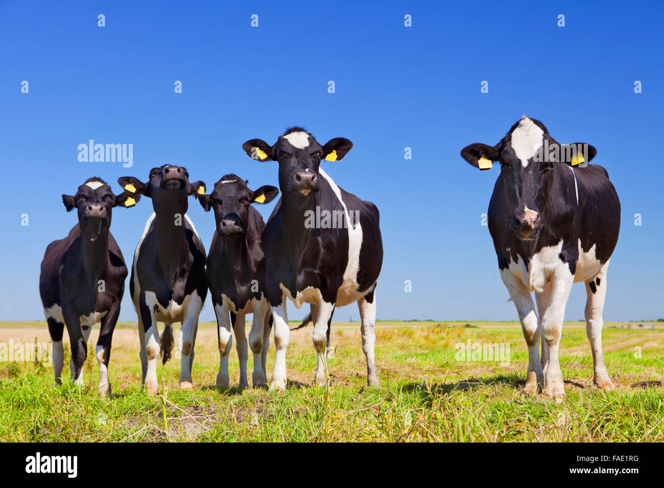 Black and white cows in a grassy field on a bright and sunny day in The ...