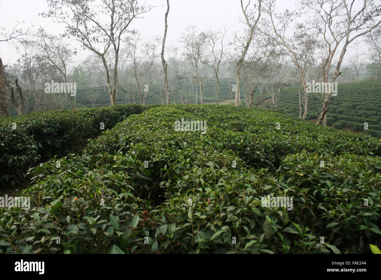 A Tea garden at Jaflong in Sylhet, Bangladesh Stock Photo
