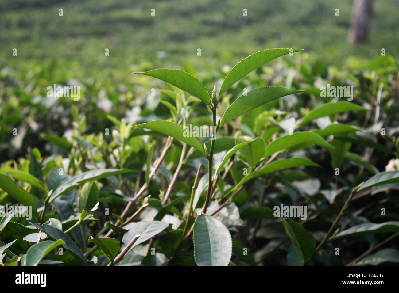 A Tea garden at Jaflong in Sylhet, Bangladesh Stock Photo