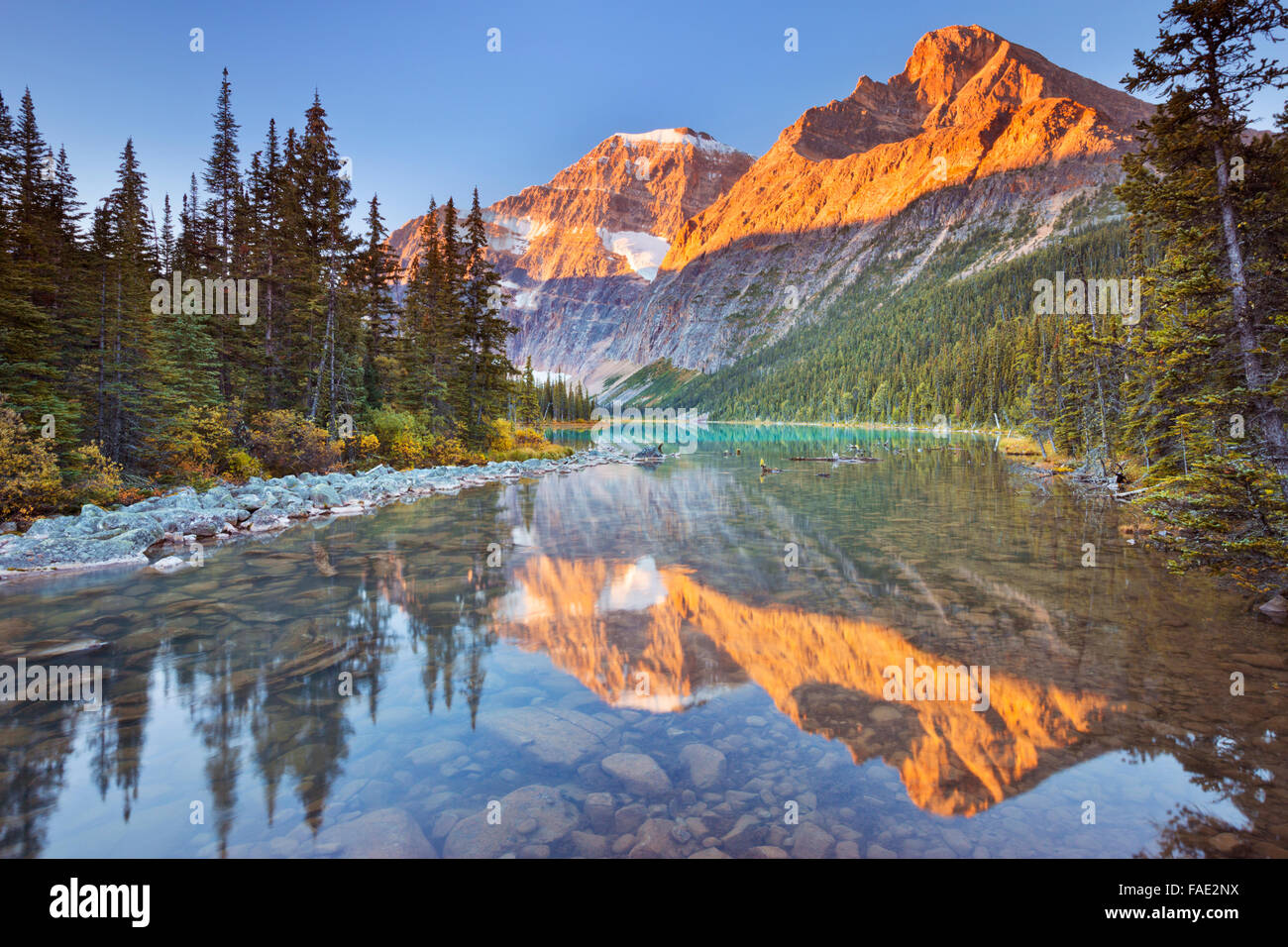 Mount Edith Cavell reflected in Cavell Lake in Jasper National Park, Canada. Photographed at sunrise. Stock Photo