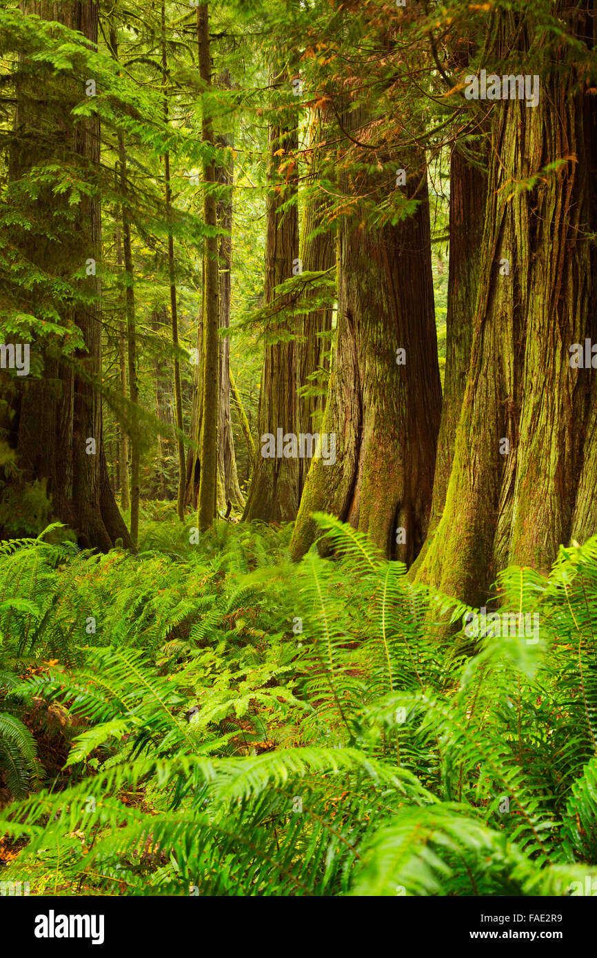 Lush rainforest in the Cathedral Grove on Vancouver Island, Canada. Stock Photo