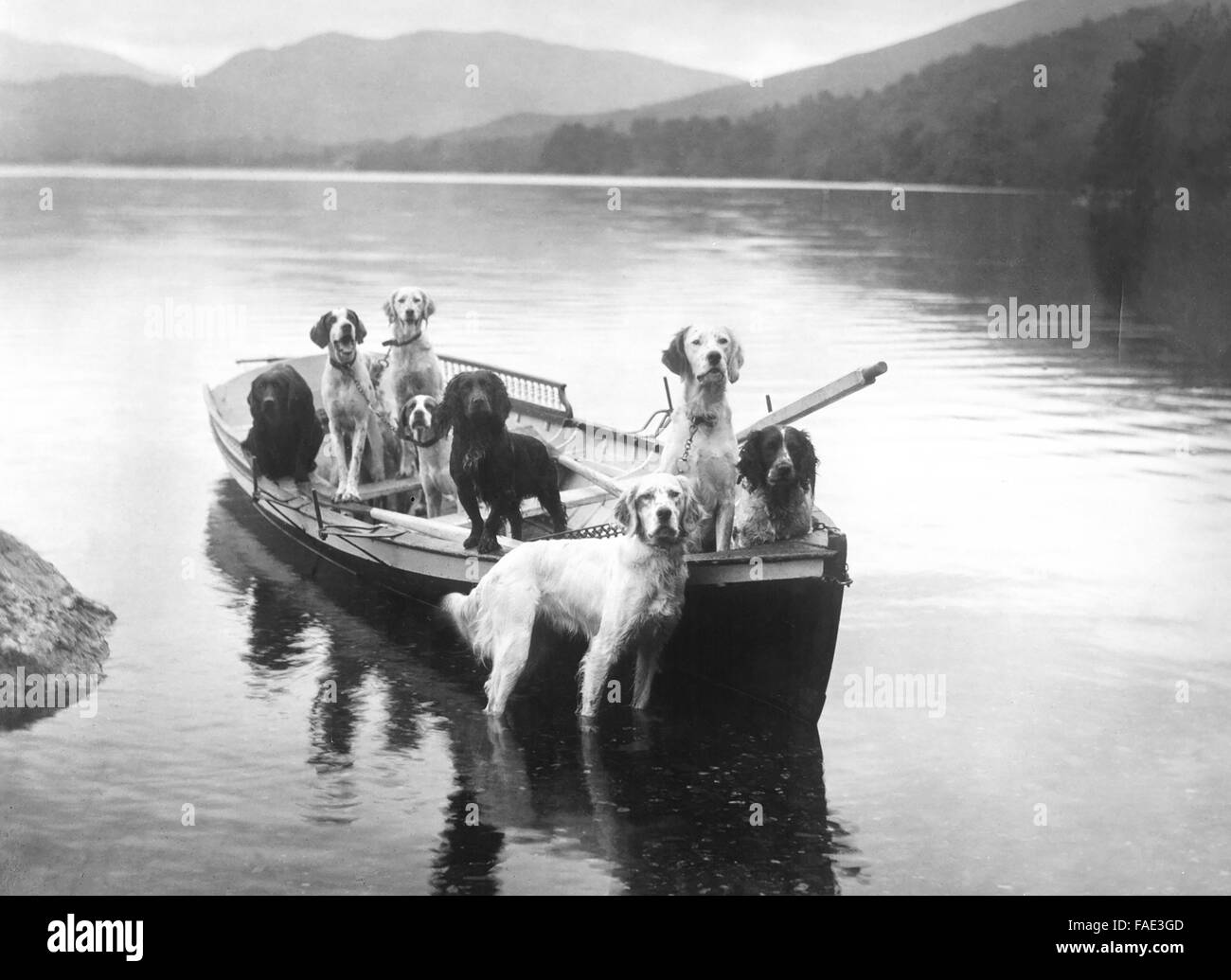Gun Dogs on a rowing boat Scotland Stock Photo