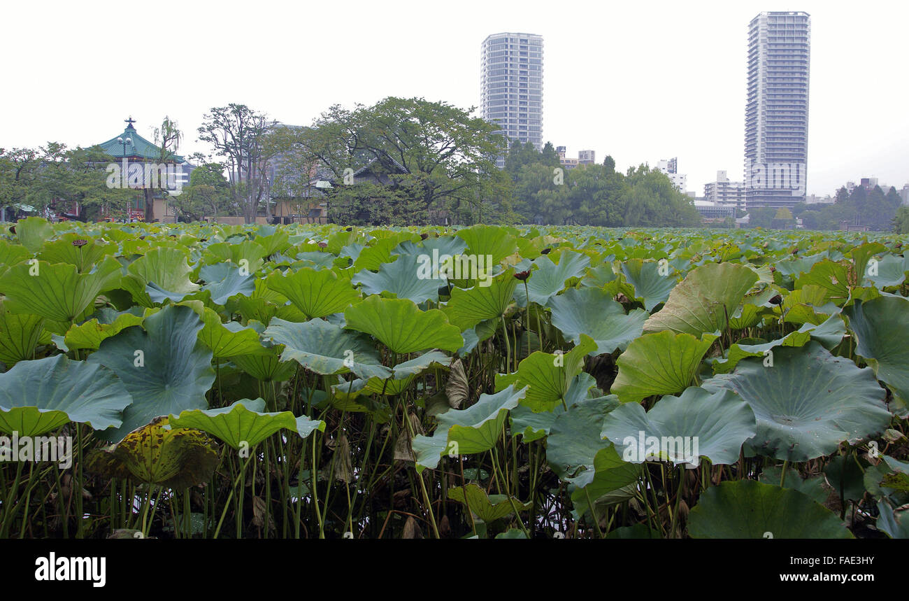 Large city lake filled with large water plants Stock Photo