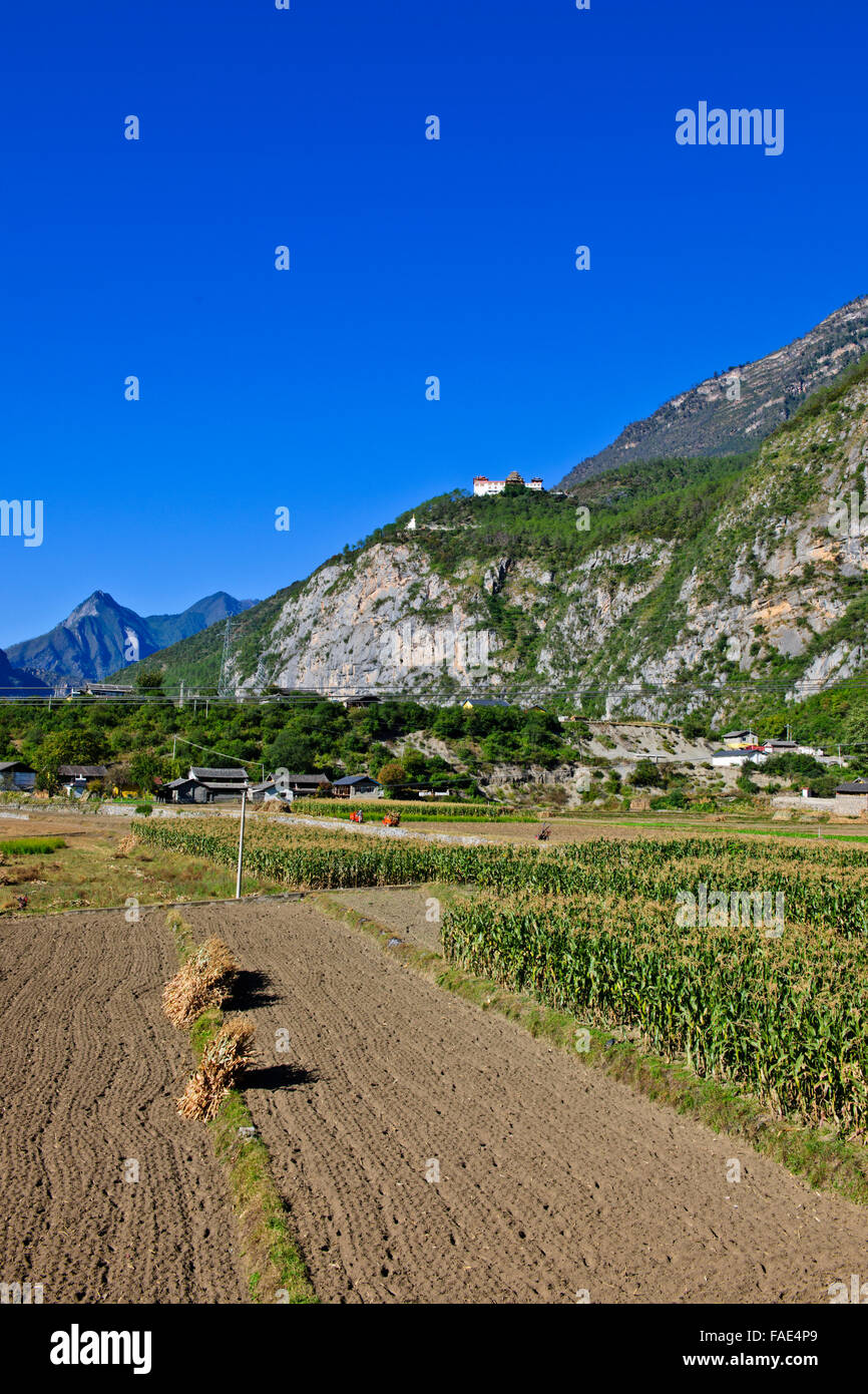Chang jiang rice hi-res stock photography and images - Alamy
