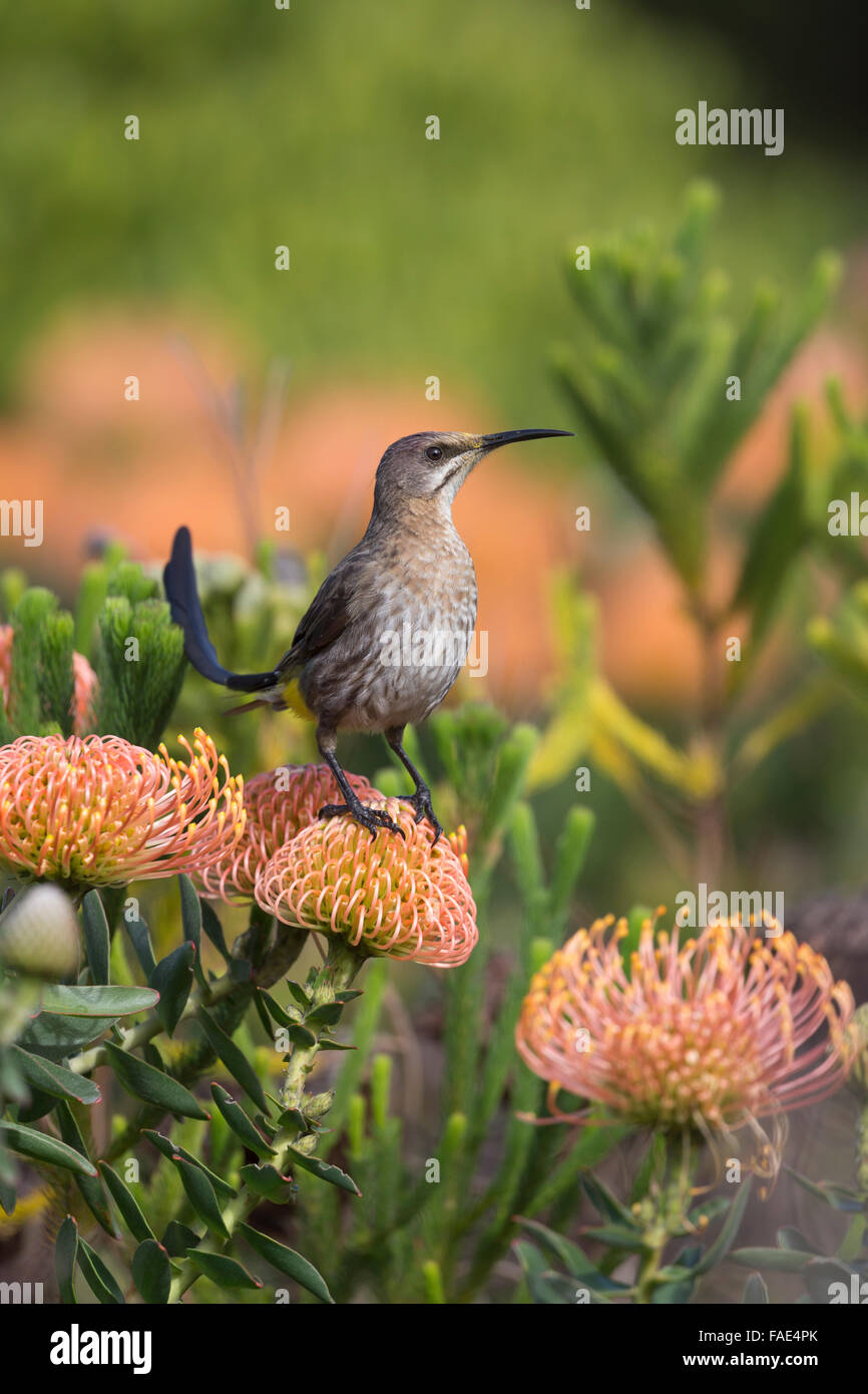 Cape sugarbird (Promerops cafer), perched on protea, Harold Porter botanical gardens, Western Cape, South Africa Stock Photo
