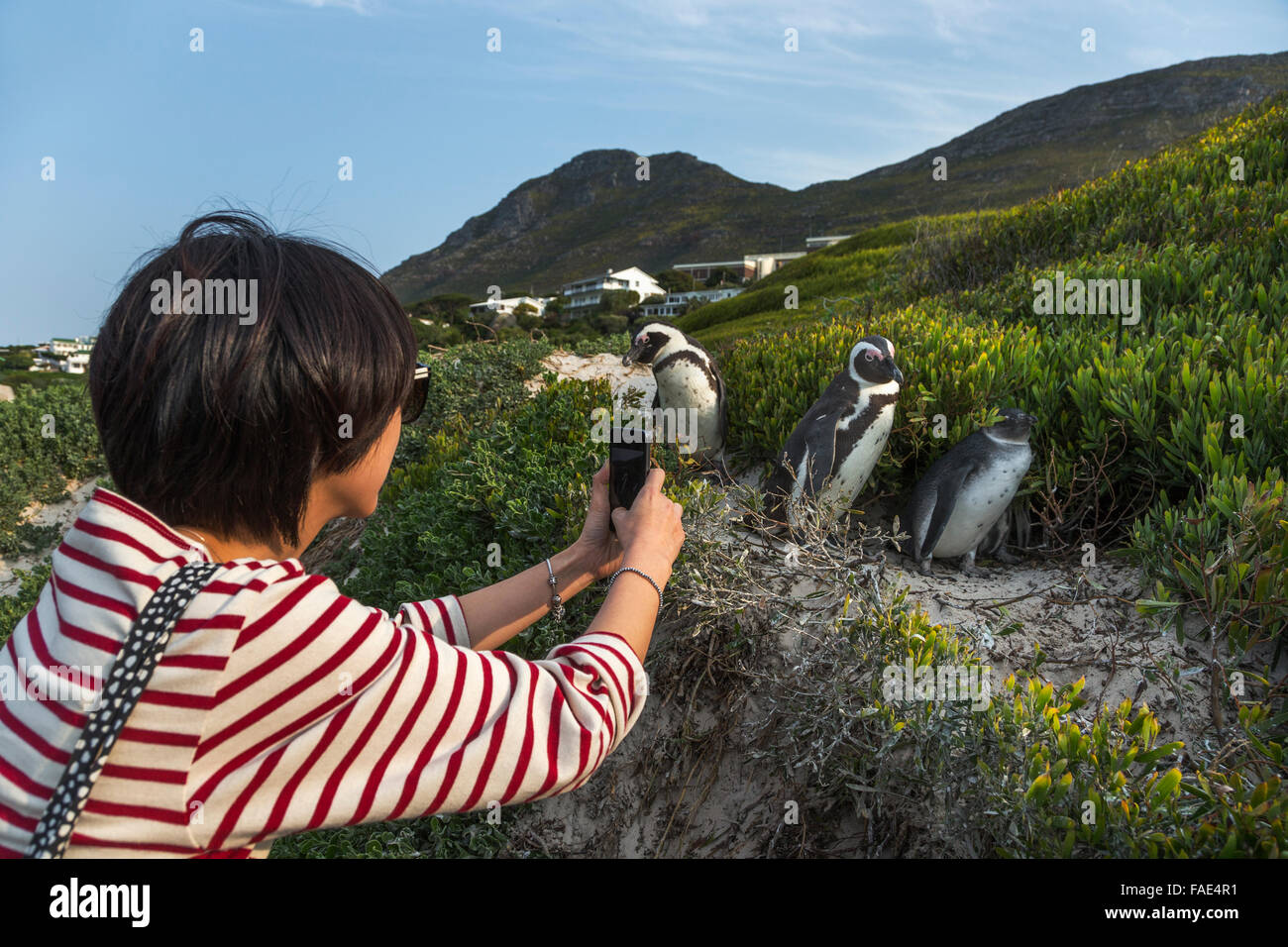 Tourist photographing African penguin (Spheniscus demersus) colony on Foxy Beach, Table Mountain National Park, Simon's Town, Ca Stock Photo
