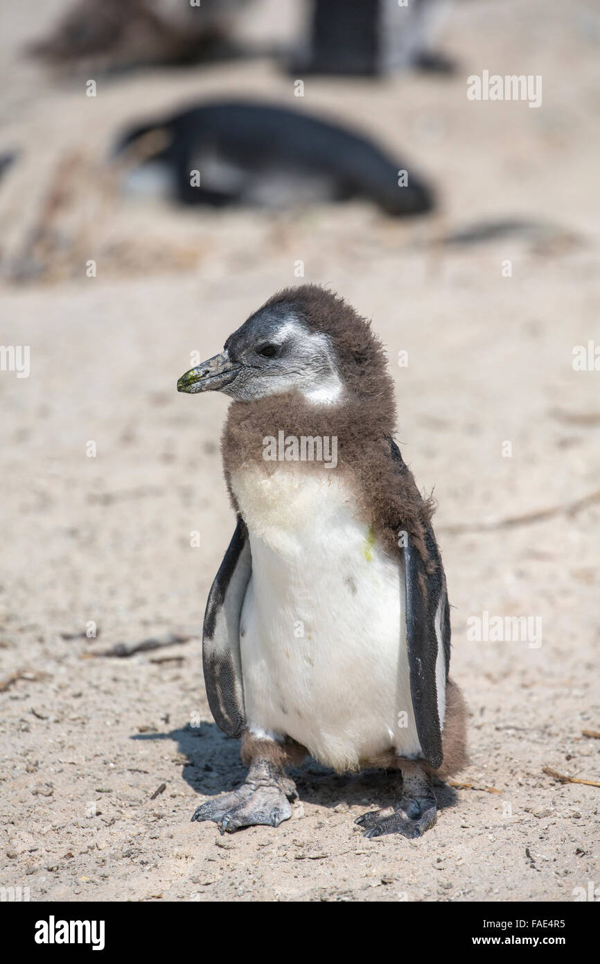 Young African penguin (Spheniscus demersus), Foxy Beach, Simons Town, Table Mountain National Park, South Africa Stock Photo