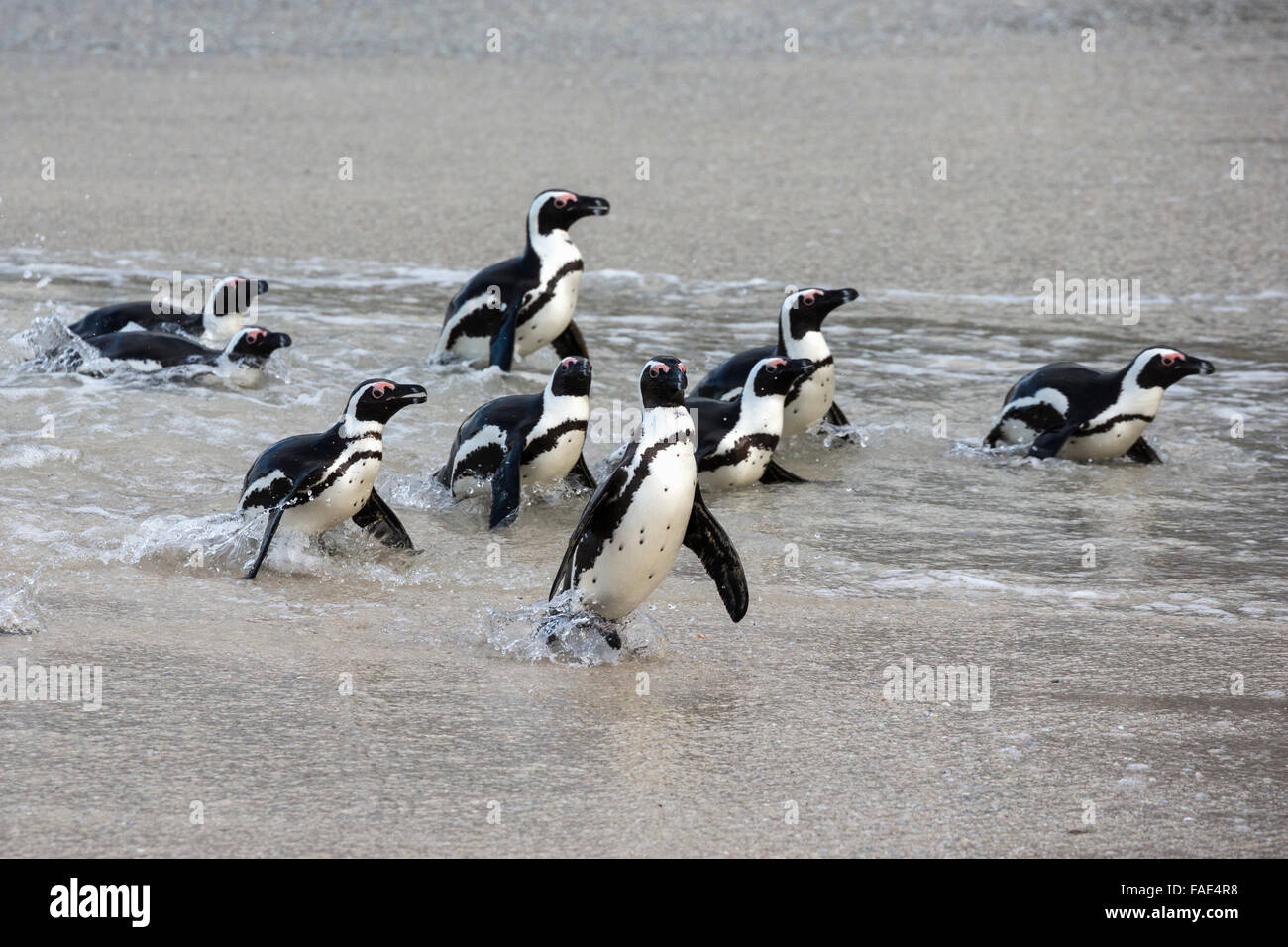 African penguins (Spheniscus demersus), Foxy Beach, Simons Town, Table Mountain National Park, South Africa Stock Photo