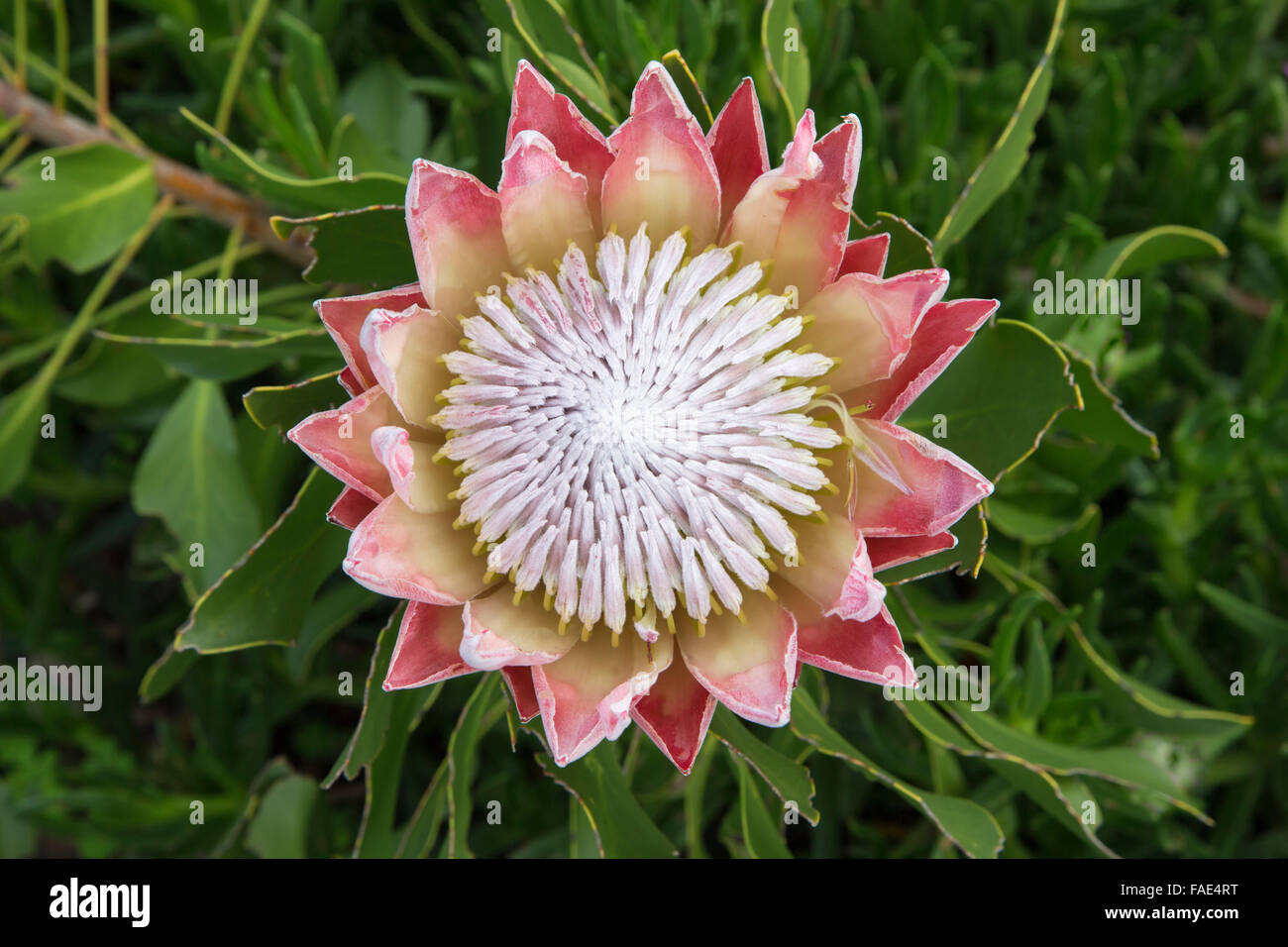 King protea (Protea cynaroides), Kirstenbosch botanical gardens, Cape Town, South Africa Stock Photo