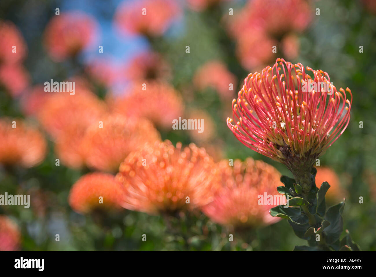 Pincushion protea (Leucospermum cordifolium), Kirstenbosch botanical gardens, Cape Town, South Africa Stock Photo