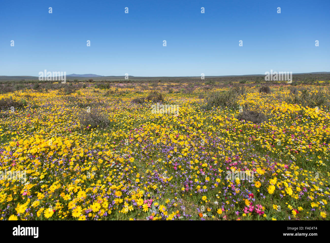 Spring wildflowers, Papkuilsfontein farm, Nieuwoudtville, Northern Cape, South Africa Stock Photo