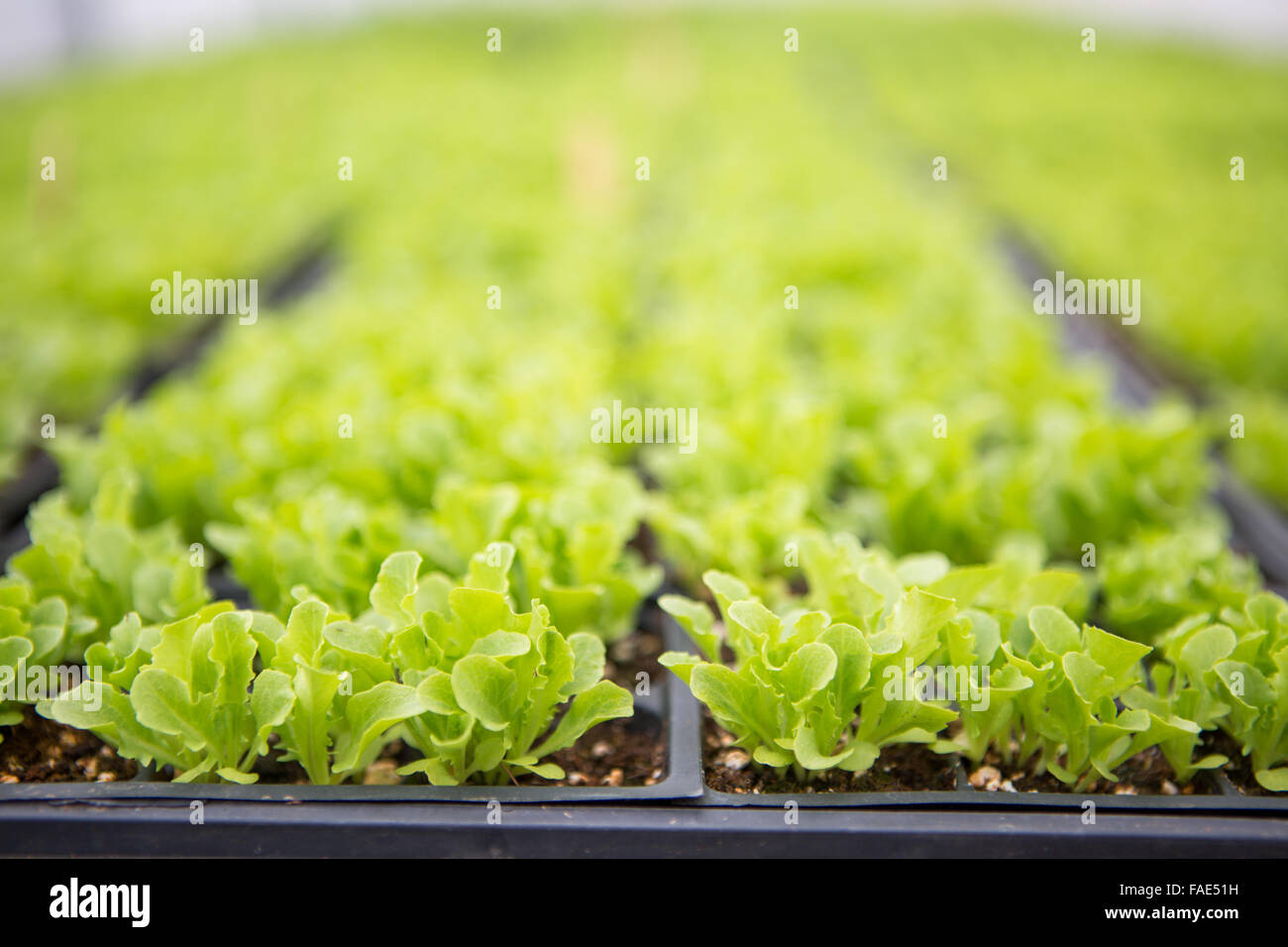 Lettuce on Love Dove Farm Stock Photo