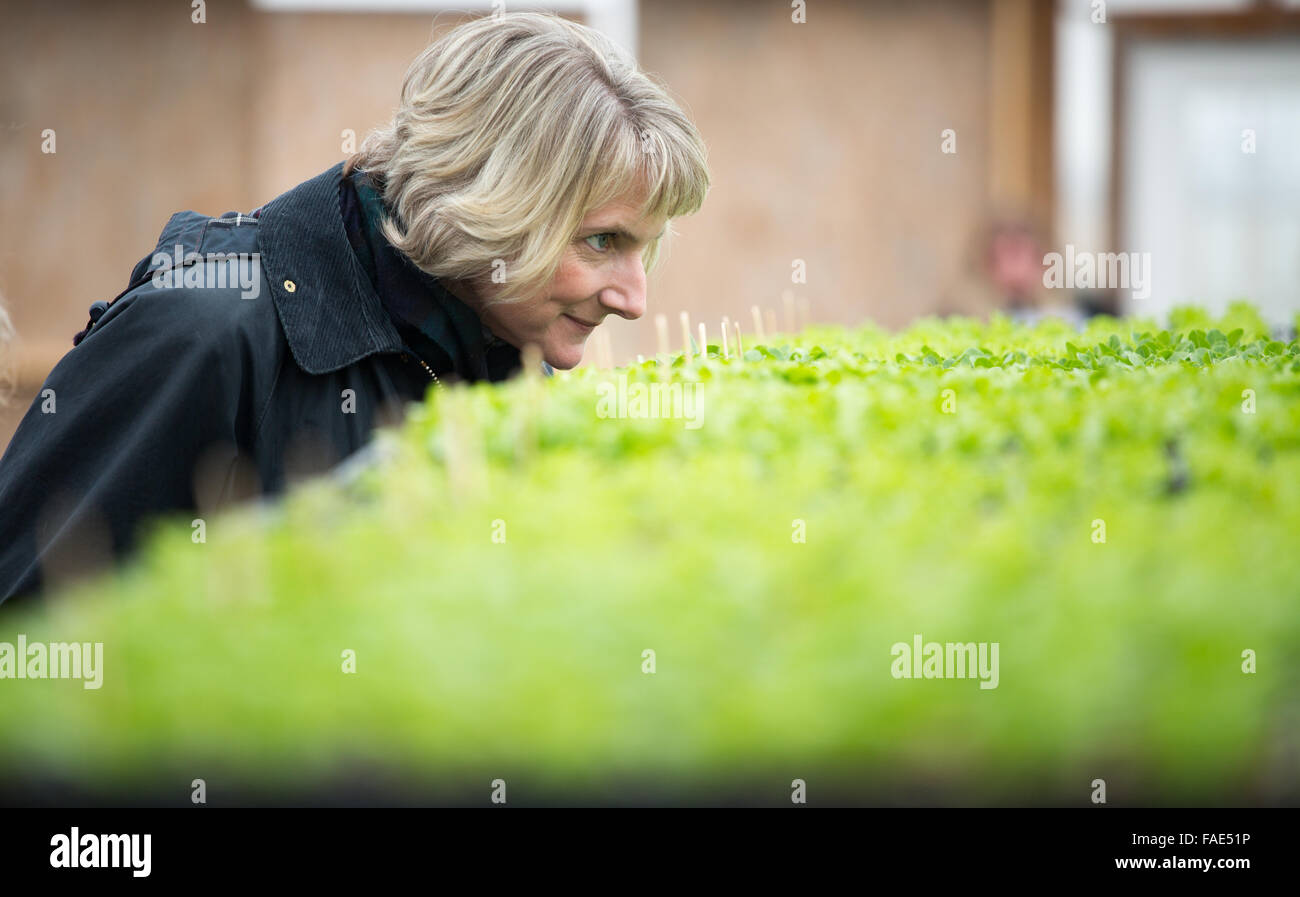 Woman assessing lettuce on Love Dove Farm Stock Photo