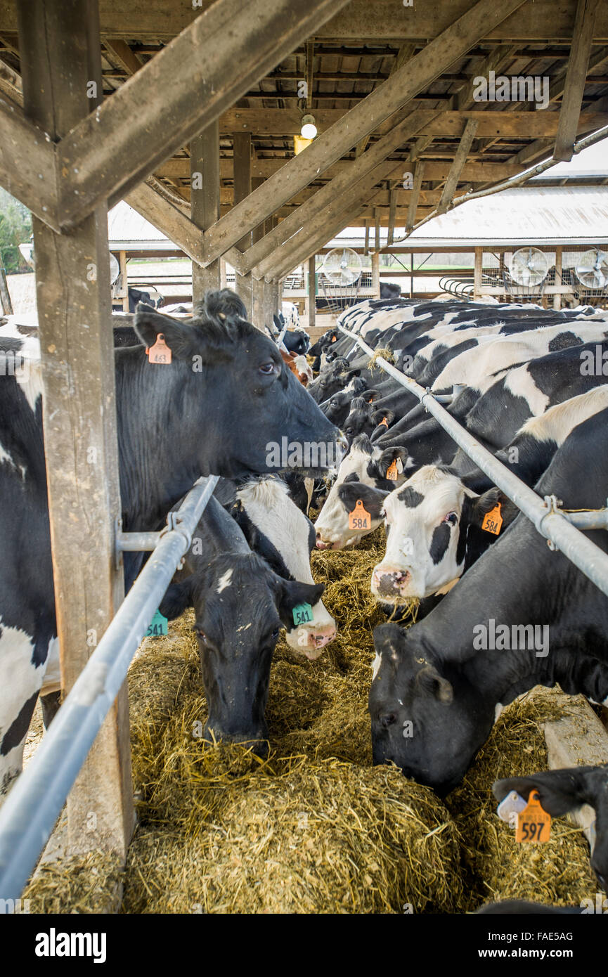 Many cows on a dairy farm Stock Photo Alamy