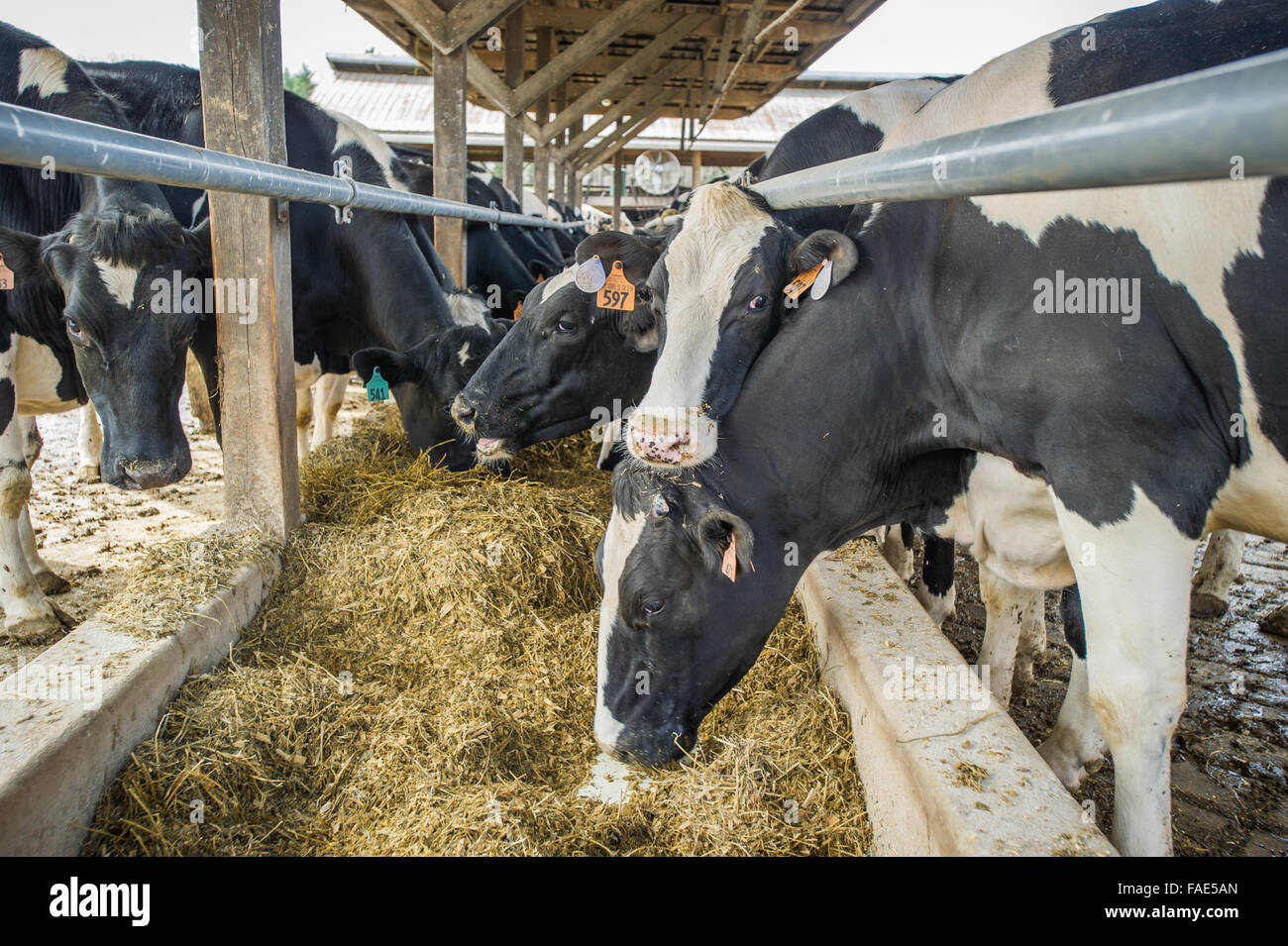 Many cows on a dairy farm Stock Photo Alamy